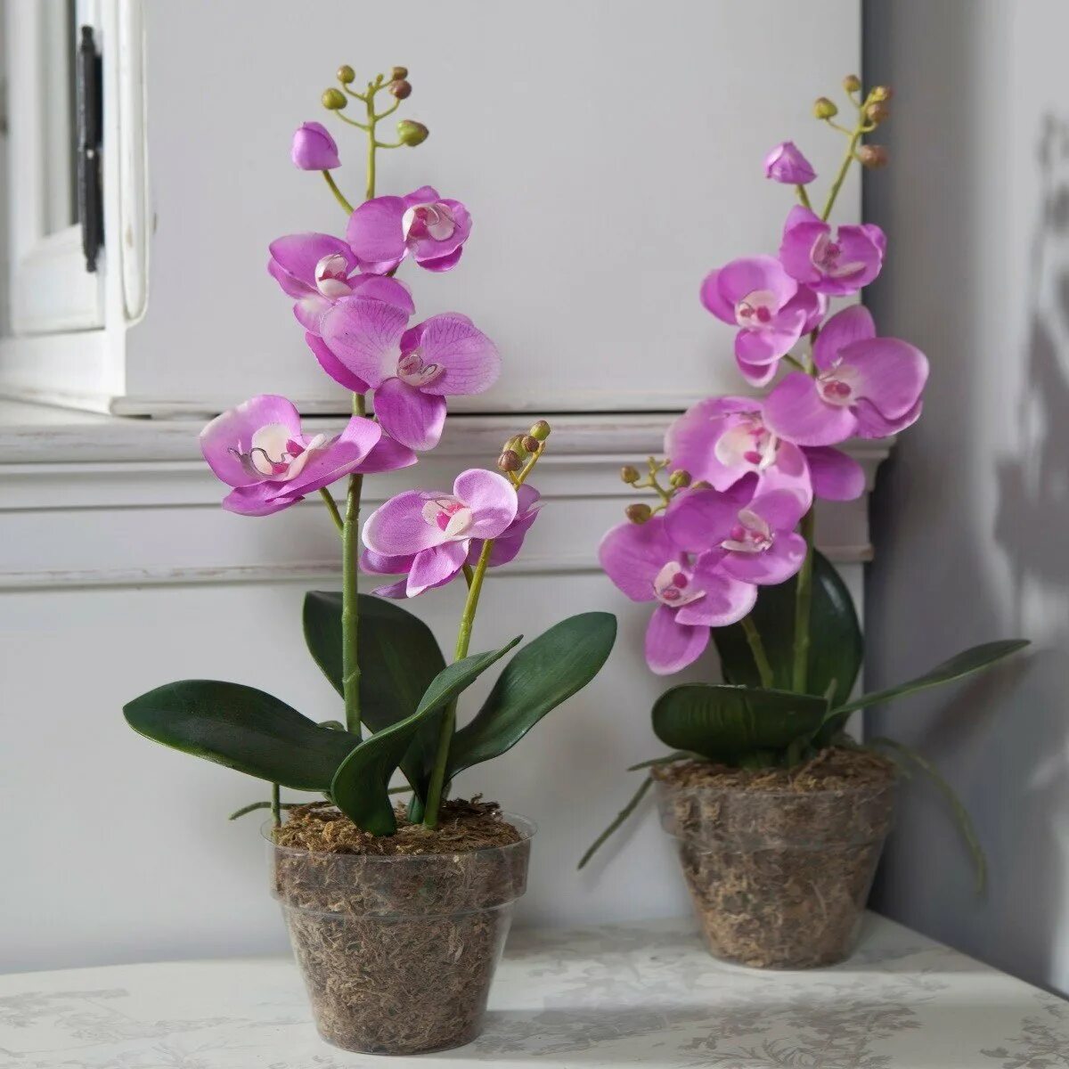 Орхидея фаленопсис корни. Орхидея Phalaenopsis Qwirkle. Фаленопсис Старфиш. Фаленопсис Pusan.