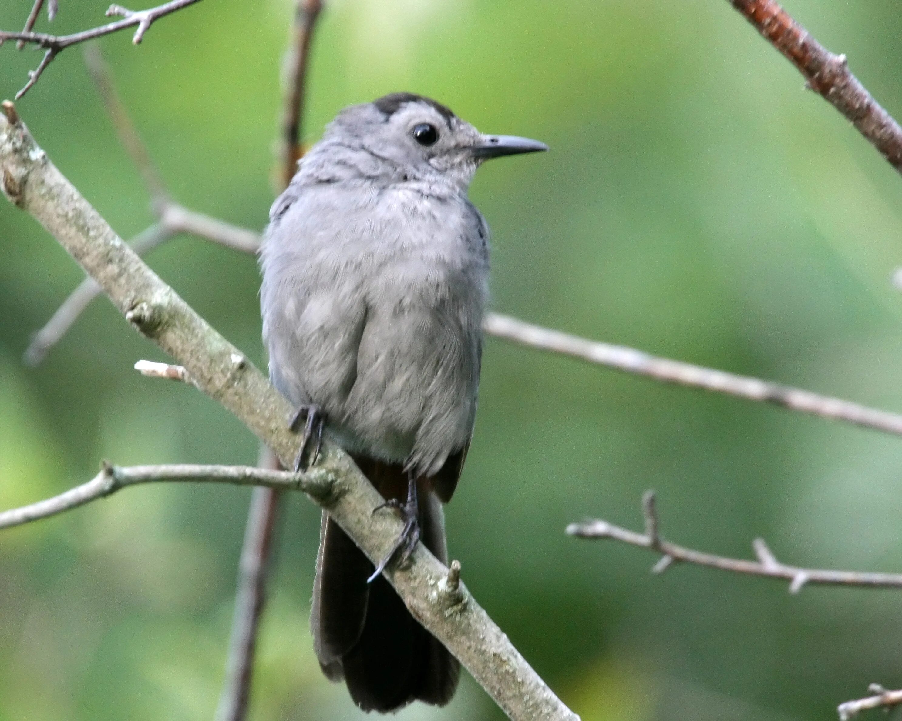 Как будет 16 серых птиц. Dumetella carolinensis. Gray Catbird птица. Серая птица. Крупная серая птица.