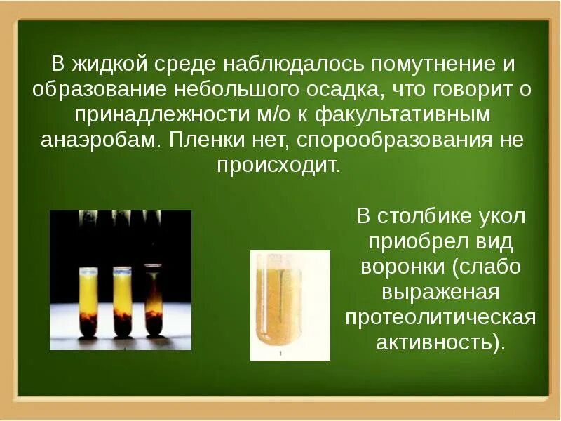 Диффузная среда. Жидкая среда. факультативный анаэроб в жидкой среде. диффузное помутнение на жидкой среде. помутнение осадка.