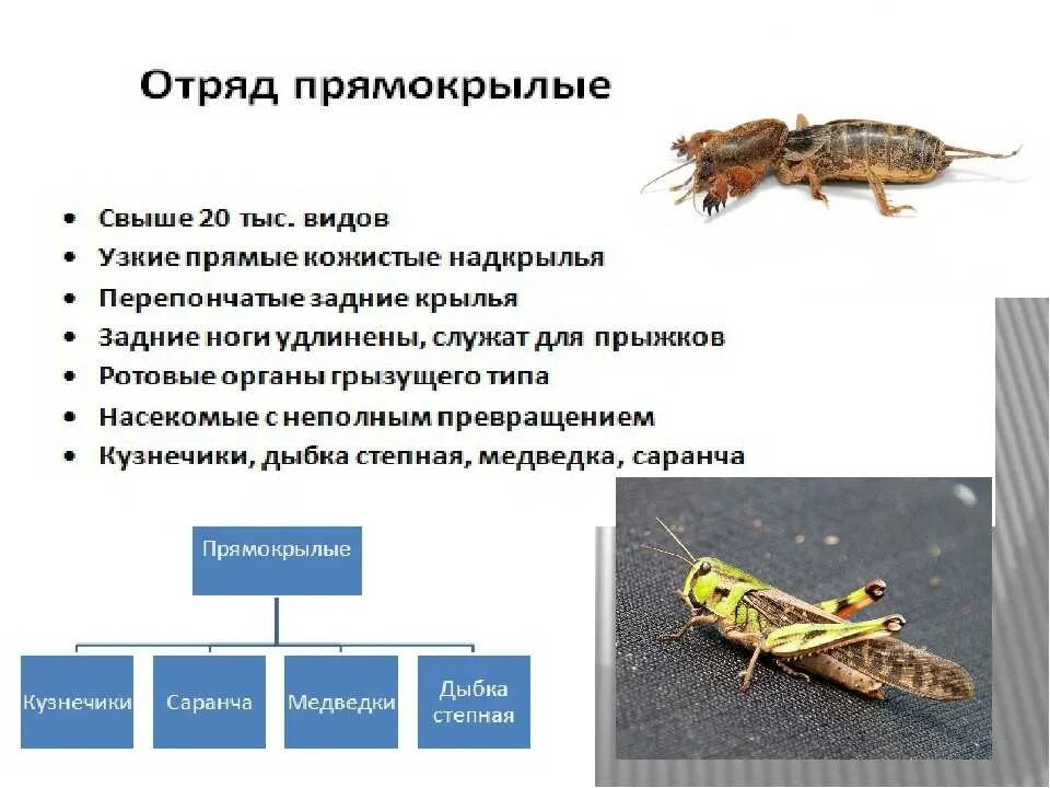 Какой тип развития характерен для стрекозы. Характеристика прямокрылых биология 7 класс. Отряд Прямокрылые характеристика. Признаки Отрада прямокрылых. Краткая характеристика отряда Прямокрылые.