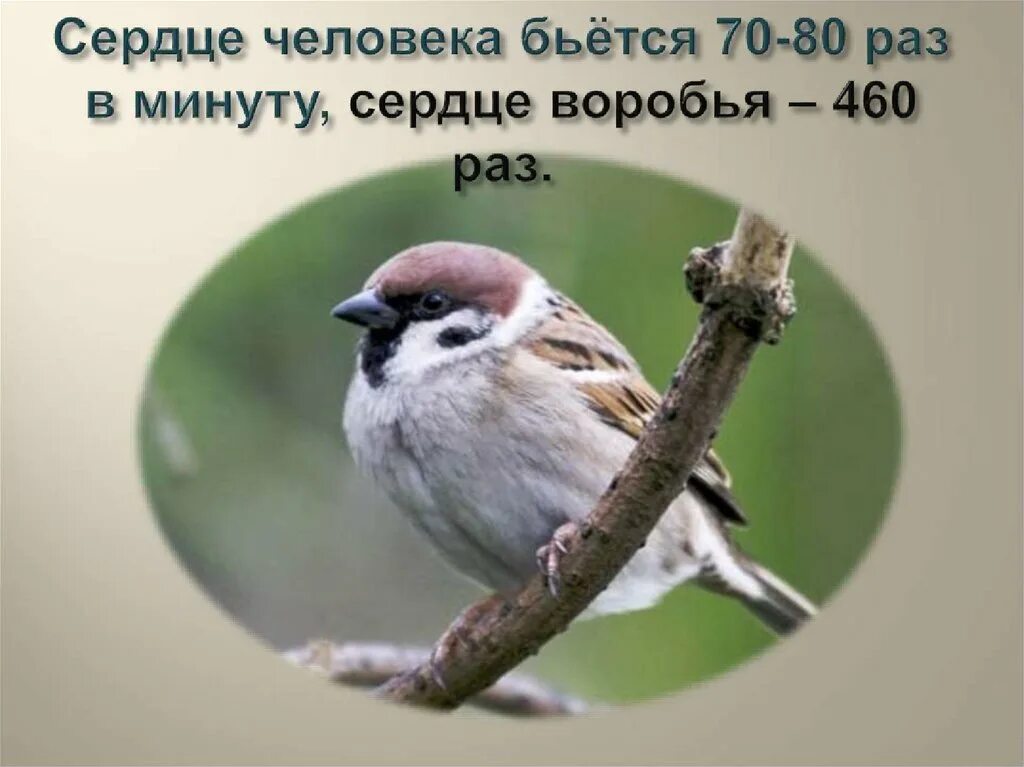 День воробья в старшей группе. Всемирный день воробья. Международный день птиц. Открытки с днем воробья.