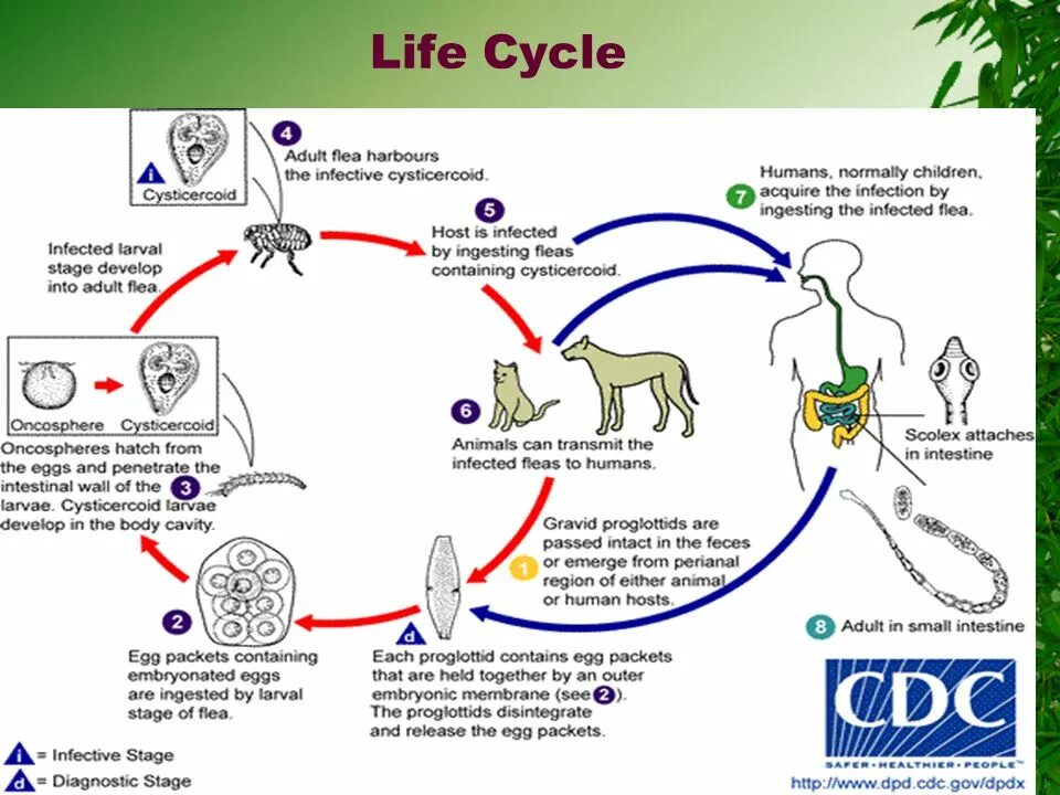 Бычий цепень дегенерация. Огуречный цепень (Dipylidium caninum). Dipylidium caninum жизненный цикл. Огуречный цепень дипилидиоз.