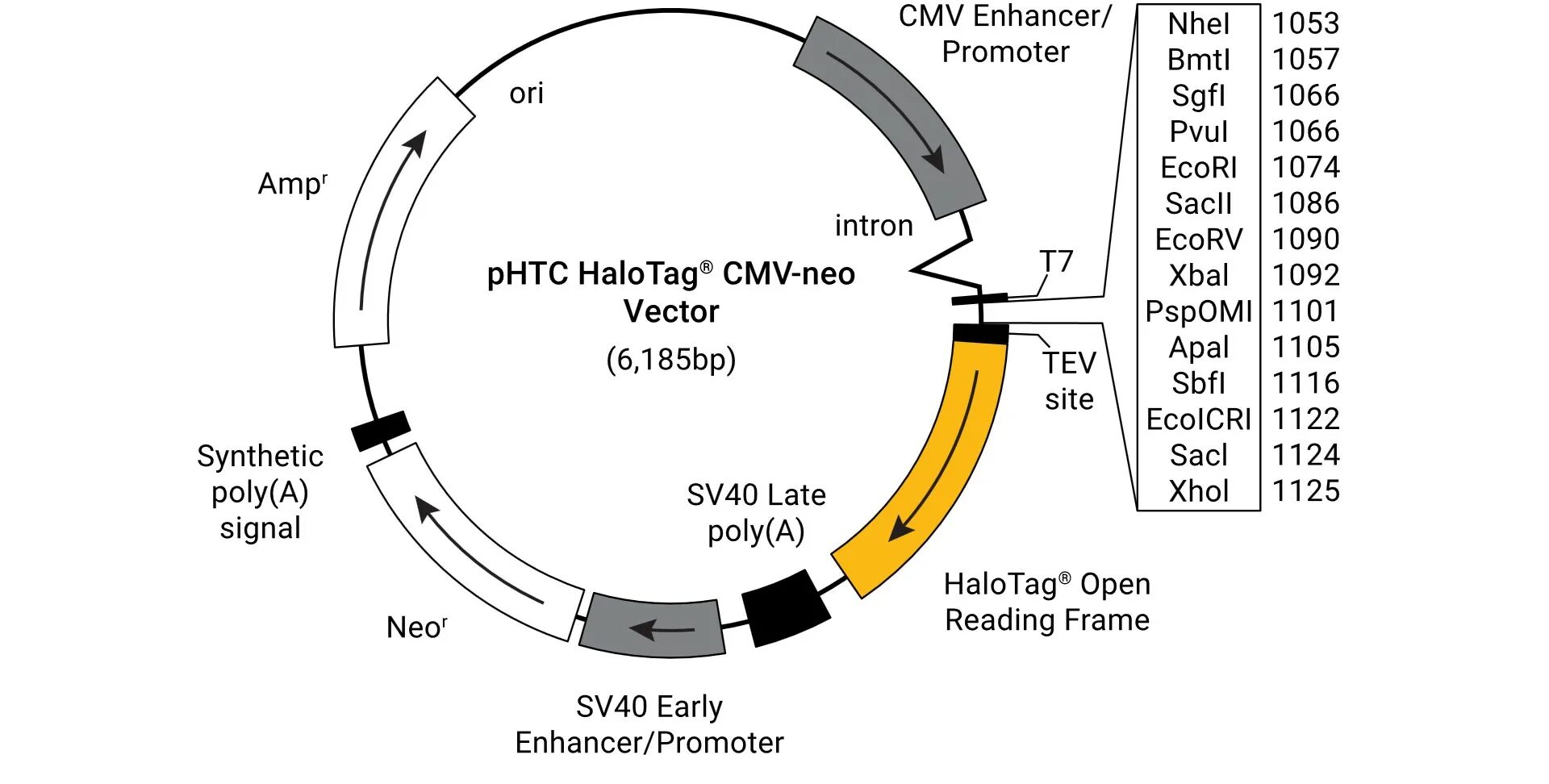 Днк методом tunel. Стереоплеер cmv1. NANOLUC-HALOTAG. XINXTON EMBL. PVUL restriktazasi.