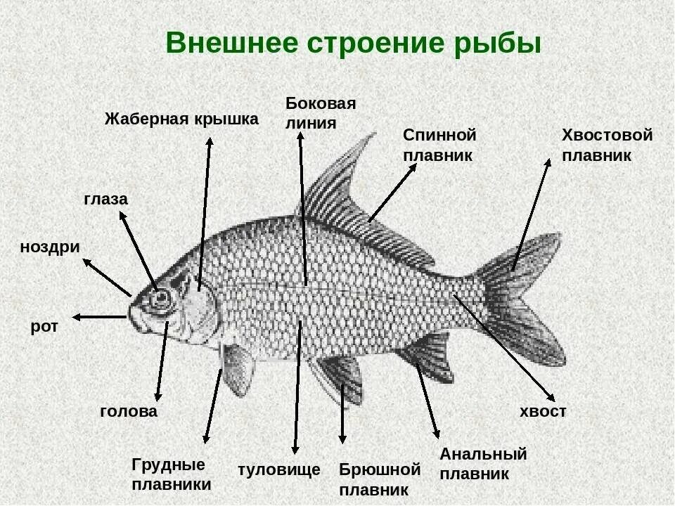 Боковая линия у животных