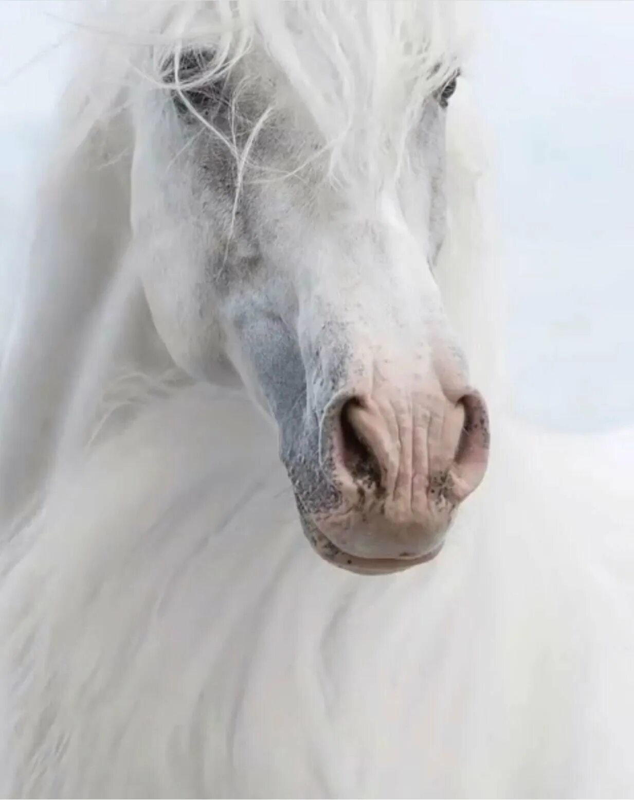 Шайр альбинос. Вибке Хаас.. Фризская лошадь альбинос. Бели лошат.