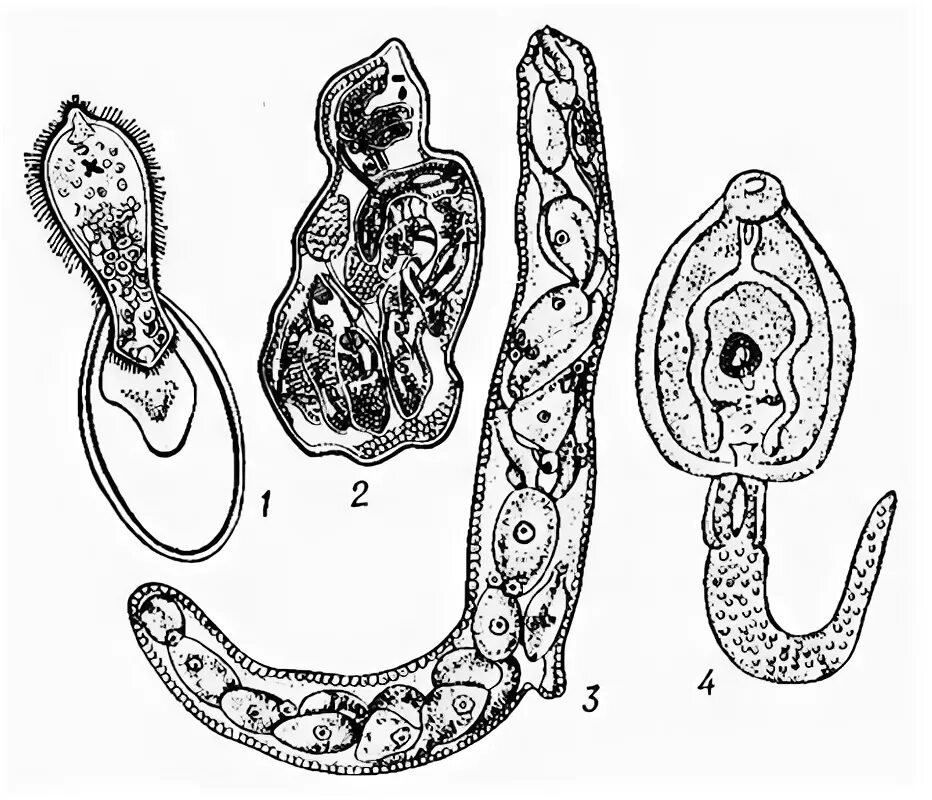 Спороциста редия. Мирацидий трематод. Мирацидий и церкарий. Редия печеночного сосальщика.