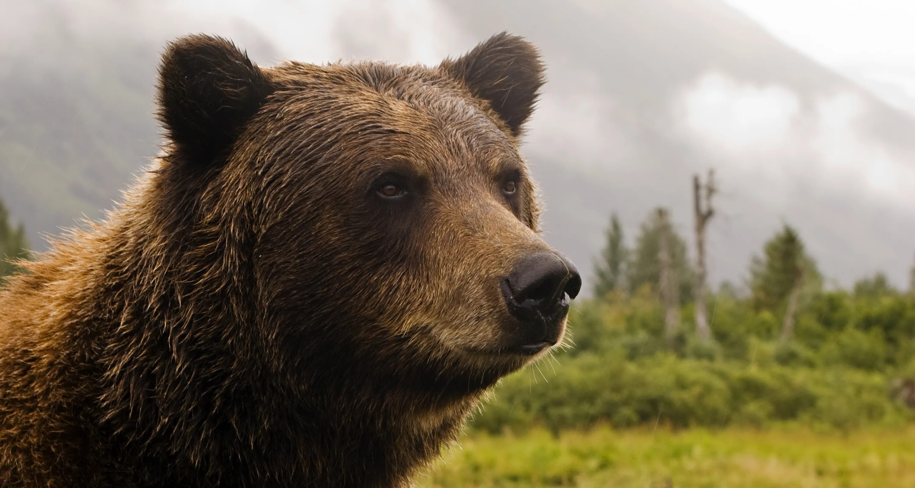 Bear s eye. Медведь Гризли. Бурый медведь. Бурый медведь обыкновенный.. Гризли и бурый медведь.
