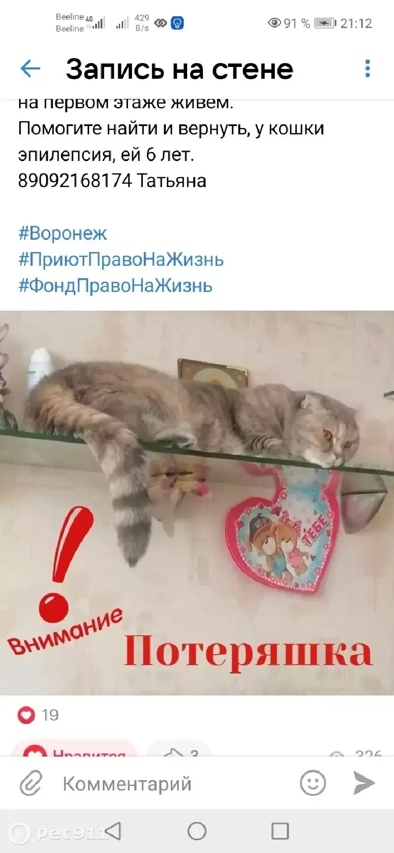 Как найти кошку если она. Как найти кошку если она