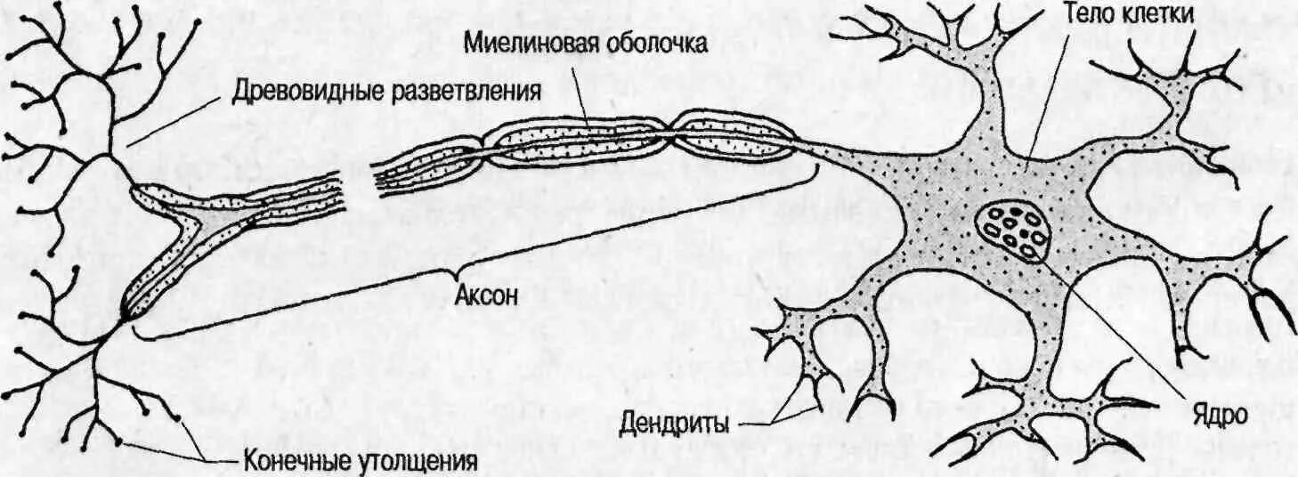 Дендриты в каких клетках. Разветвление аксона. аксоны и дендриты. рисунок нейрона с обозначениями. аксоны корзинчатых клеток.