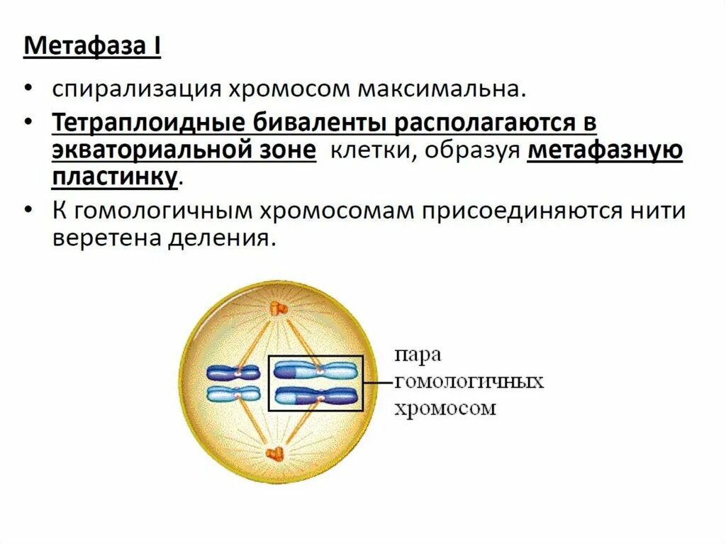 Формирование веретена деления происходит в. Метафаза спирализация хромосом. присоединение нитей веретена деления. тетраплоидные. структура метафазы.
