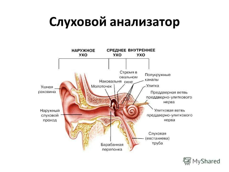 Слуховой анализатор строение и функции физиология. Строение слухового отдела уха слуховой анализатор. Строение строение слухового анализатора. Отделы и структуры слухового анализатора. Внутреннее ухо расположено в полости кости