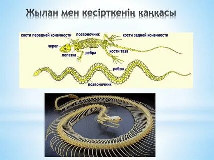 Үштік ммф би