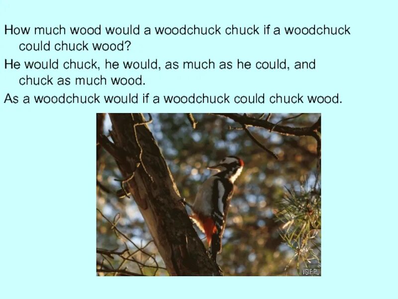 Скороговорка Woodchuck Chuck. How much Wood скороговорка. How much Wood would a Woodchuck Chuck скороговорка. Скороговорка how much Wood would.