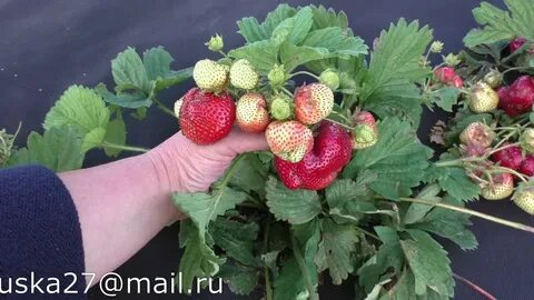 Лималексия описание сорта фото отзывы садоводов клубника