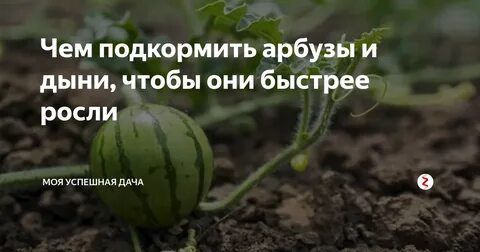 Подкормить дыни