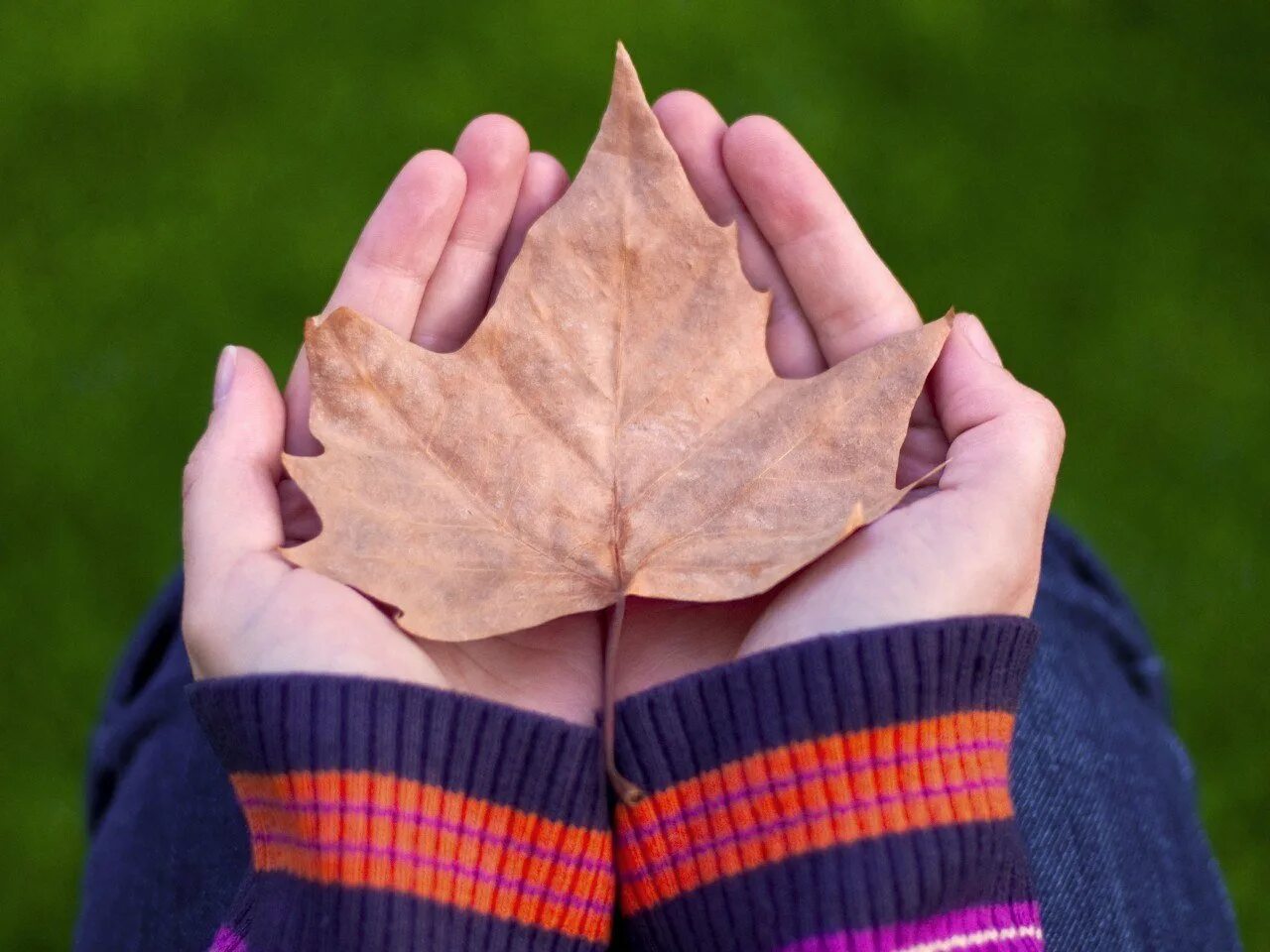 Осенний лист на ладони. Кленовый лист в руке. Листик в руке. Интересные листья.