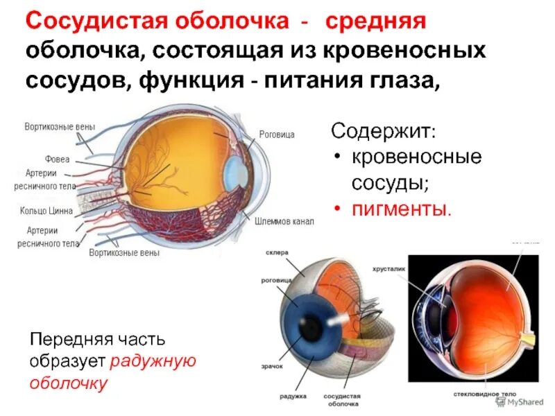 Какое значение имеет сосудистая оболочка. Сосудистая оболочка строение. Сосудистая оболочка образует спереди. Сосудистая оболочка глаза вид спереди. Собственно сосудистая оболочка глаза строение.