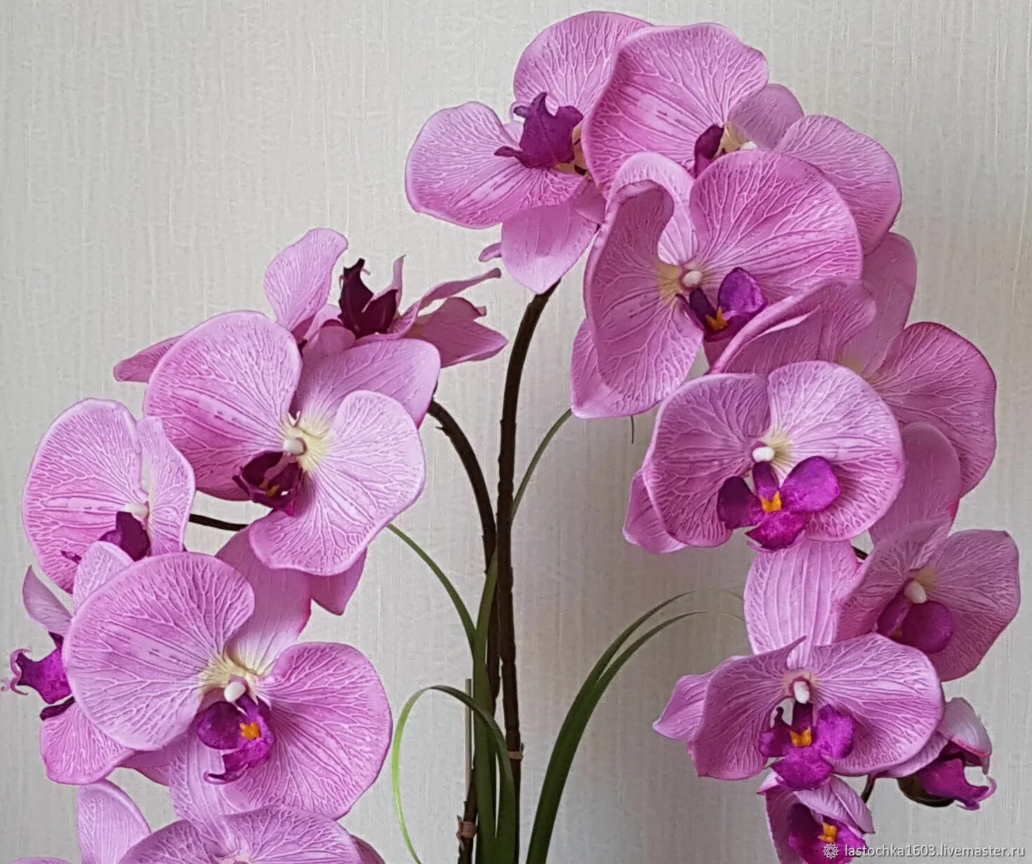 Фаленопсис Монтпельер. Орхидея ambiance Phalaenopsis. Фаленопсис Рауль.