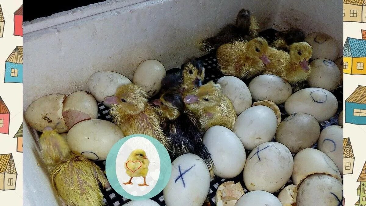 Вылупляются цыплята что делать дальше. Квочка Брама с цыплятами. Вылупившиеся цыплята. Вылупливание цыплят. Цыплёнок вылупился из яйца.