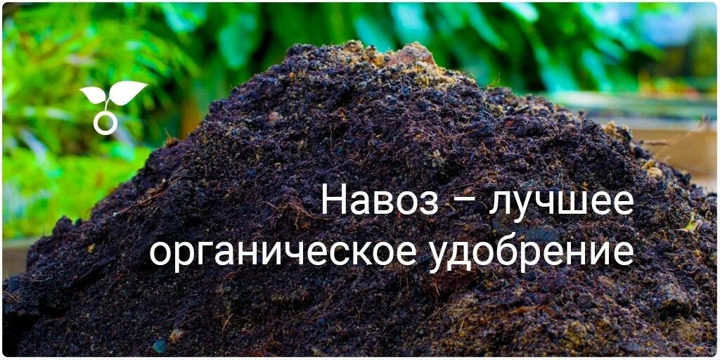 Навоз 5 букв сканворд. Навоз 5 звезд. Навоз 5 букв сканворд. Конский навоз раст. Навоз коровий.