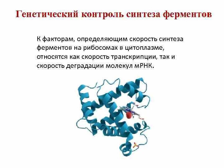 Схема генетического контроля синтеза ферментов у бактерий. Генетическая регуляция синтеза ферментов. Где Синтез ферментов. Ферменты синтезируются.