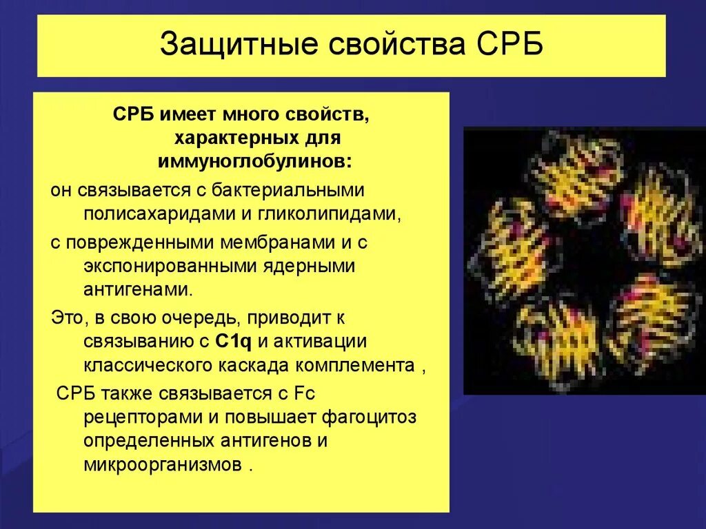 Сколько должно быть с реактивного белка. С-реактивный белок (СРБ). C реактивный белок строение. Функции СРБ. С-реактивный белок высокочувствительный.