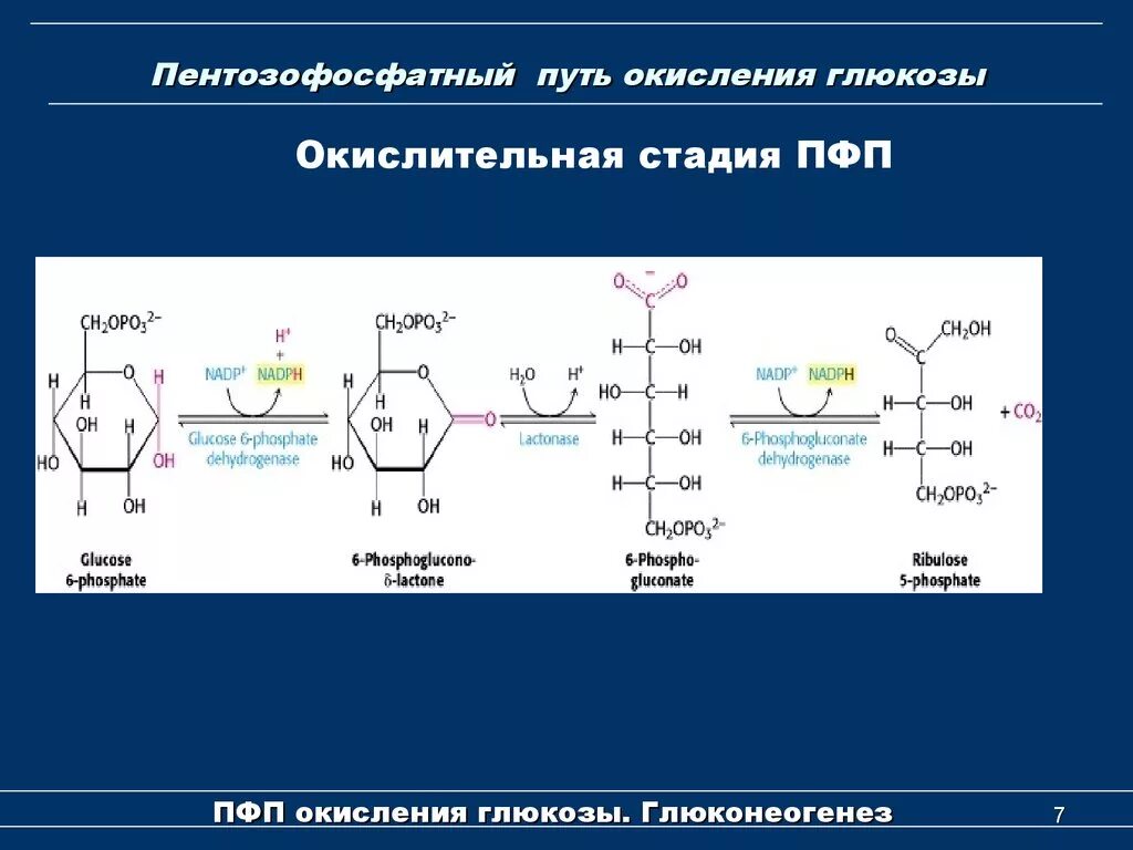 Регуляторную реакцию пентозофосфатного пути. Окислительная фаза пентозофосфатного цикла. Ферменты окислительной ветви пентозофосфатного пути:. Окислительная реакция пентозофосфатного цикла. Реакции образования циклов