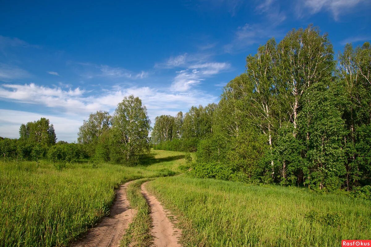 Русская природа к г. Лес Проселочная дорога Россия. Лужский район лето лес. Березовые поля Богородский район. Русская природа.