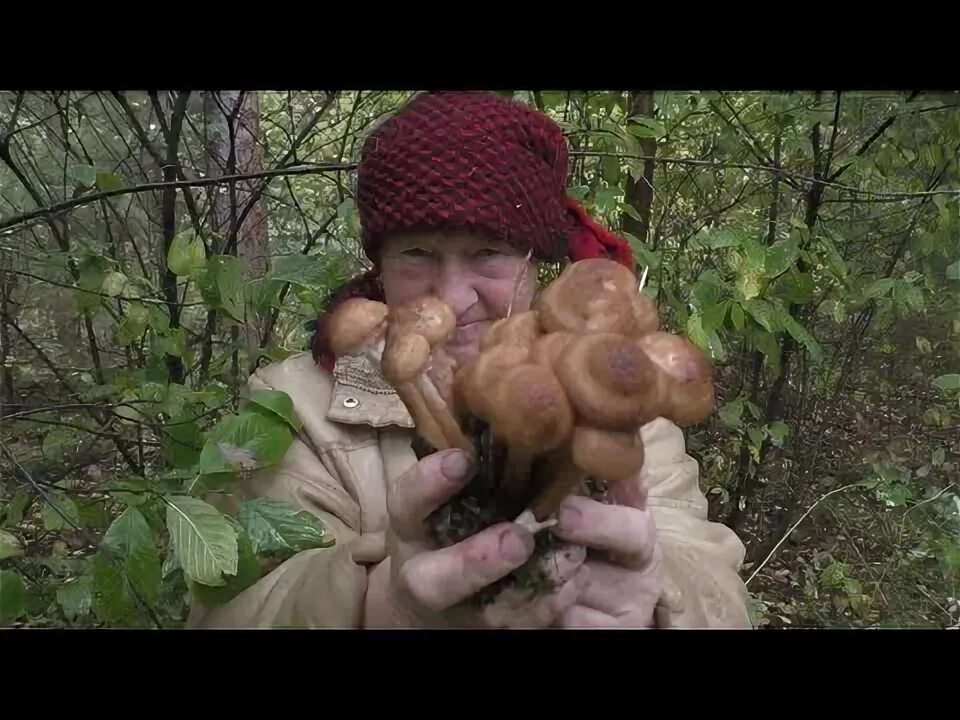 Пацан с корзинкой мухоморов. Грибы нормальный мужик последнее видео. Где сейчас собирают грибы. Грибы нормальный мужик последнее видео. Грибы нормальный мужик последнее видео.