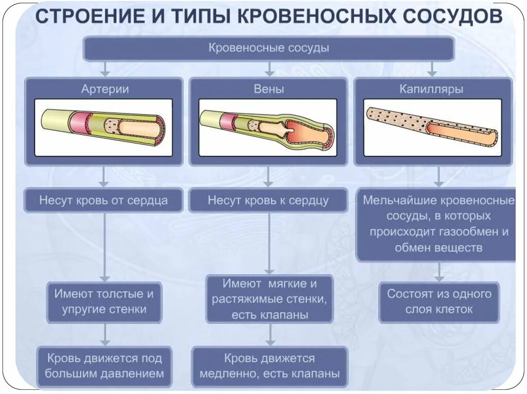 Вены характеризуются. Строение сосудов кровеносной системы таблица. Строение кровеносных сосудов анатомия. Строение сосудов кровеносной системы человека. Строение сосудов артерий вен.