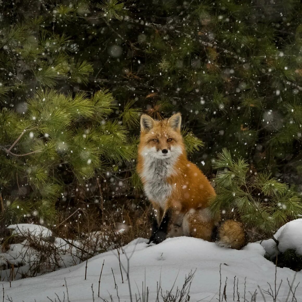 Хвойная лиса. Лиса. «Лиса в лесу». Лиса зимой в лесу. Лиса в снегу.