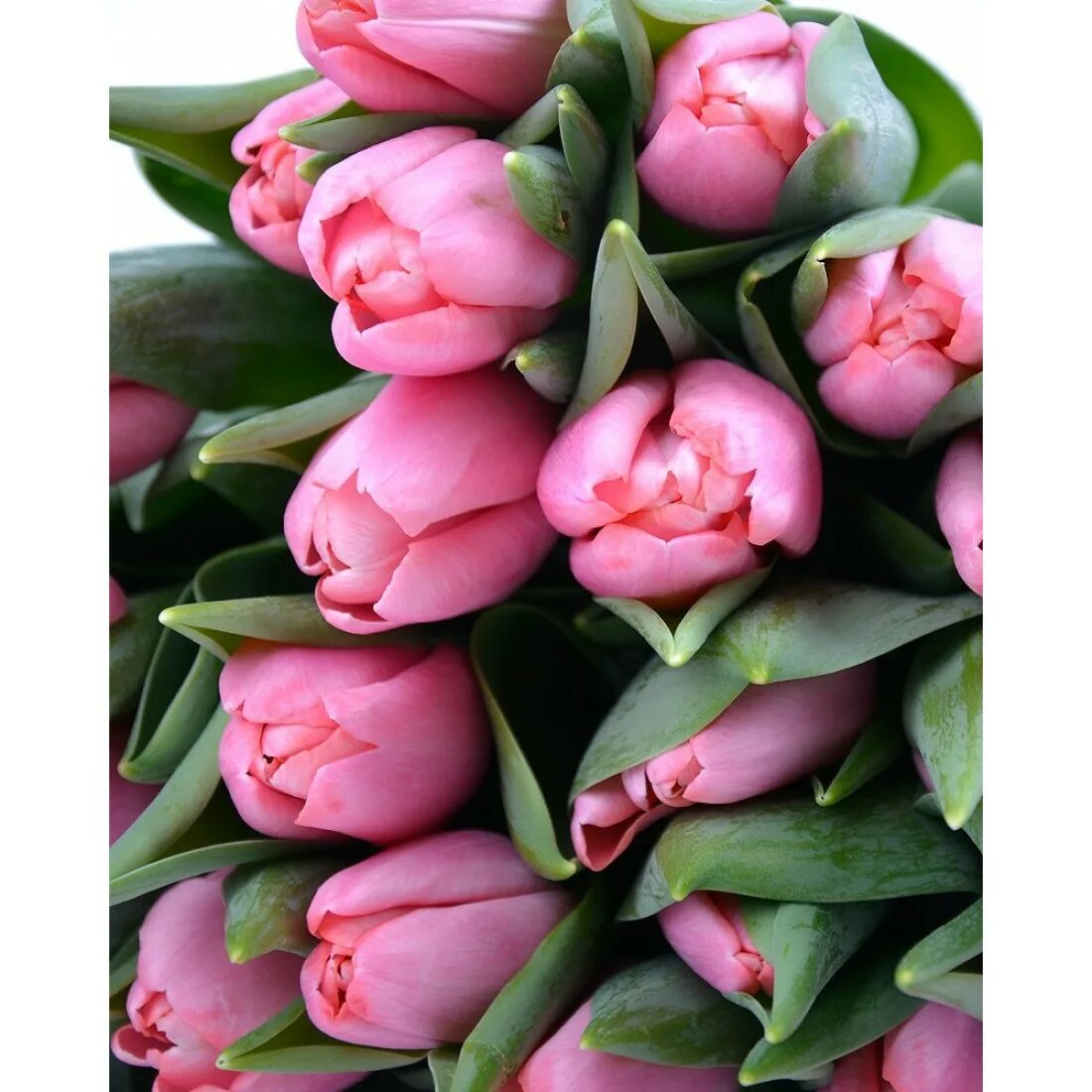 сорт тюльпана трезор. Signum tulipa тюльпан. сорт тюльпана трезор. сорт тюльпана трезор. тюльпан трезор.