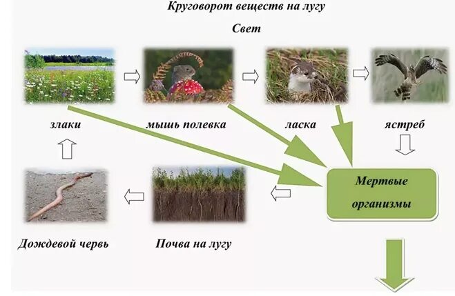 Схема круговорота веществ на лугу в Лесном сообществе. Схема круговорота веществ на лугу окружающий мир. Схема круговорота веществ на лугу 3 класс. Круговорот веществ на лугу 3 класс окружающий мир. Составить цепь питания для болота