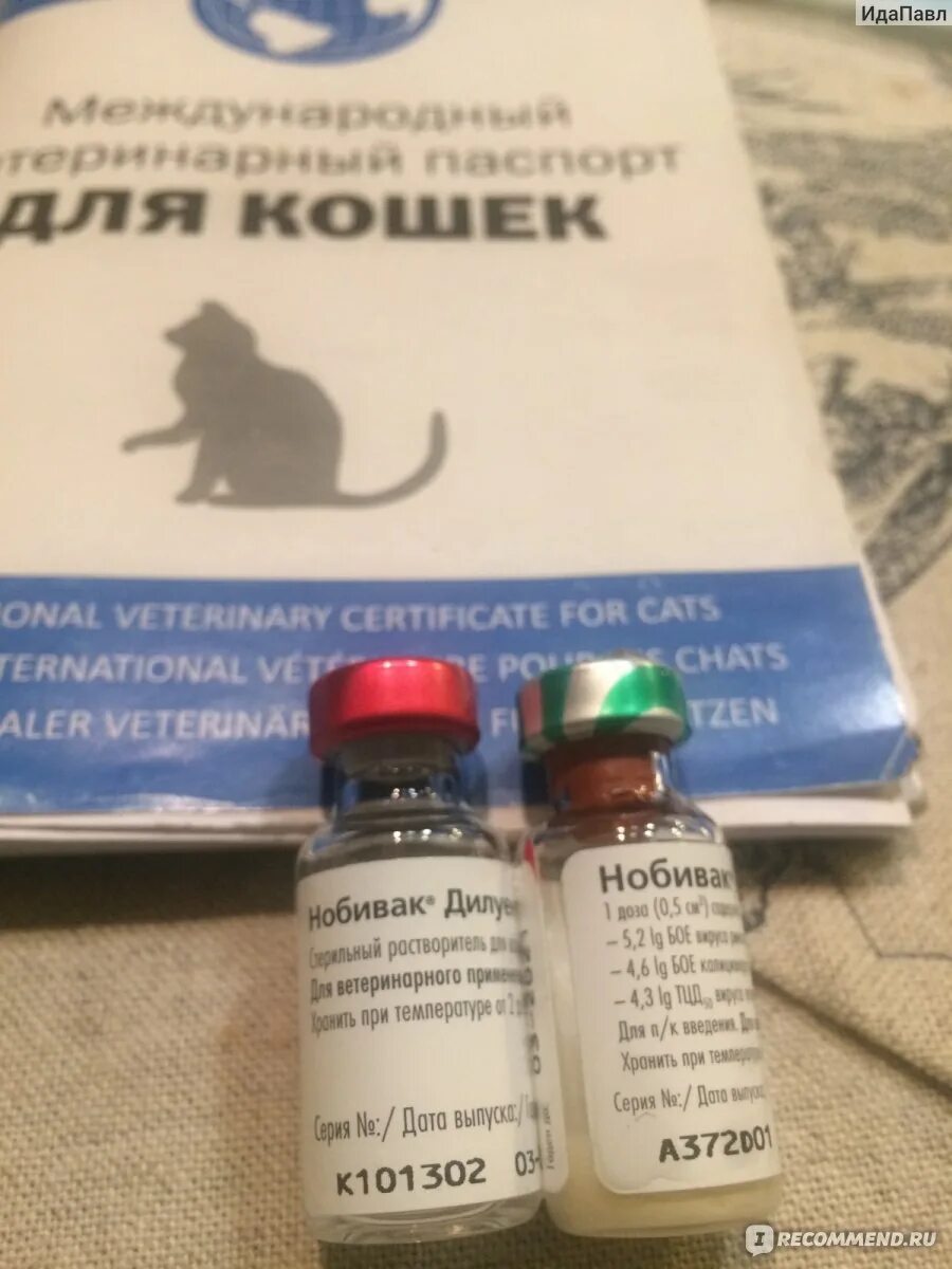 Вакцина tricat trio. Вакцина Нобивак Tricat Trio Rabies. Нобивак комплексная для кошек. Нобивак 4 для кошек. Нобивак трикет для кошек.