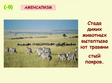 Примеры конкуренции аменсализма