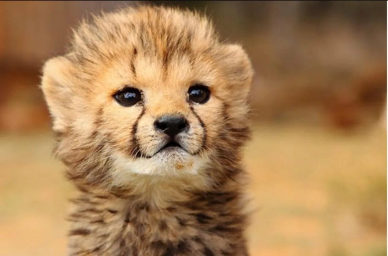 Детеныш гепарда. Самые милые животные. Маленький гепард. Гепард малыш.