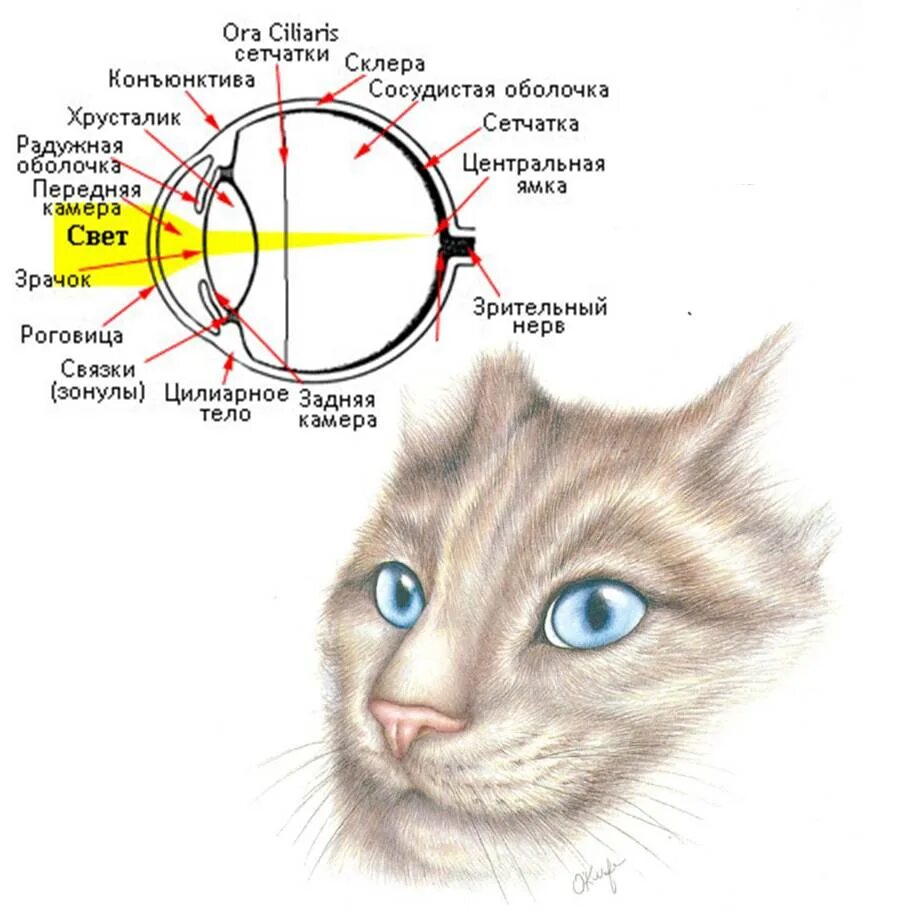 Почему кот смотрит в глаза. Строение кошачьего глаза. строение кошачьего глаза тапетум. как устроен кошачий глаз. строение глаза кошки рисунок.