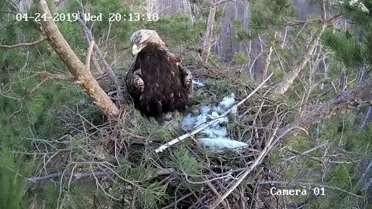 Камера в гнезде орла ульяновск. Солнечные орлы ульяновск камера. Солнечный орел ульяновская область. Орлы прилетели. Солнечный орел ульяновская область.