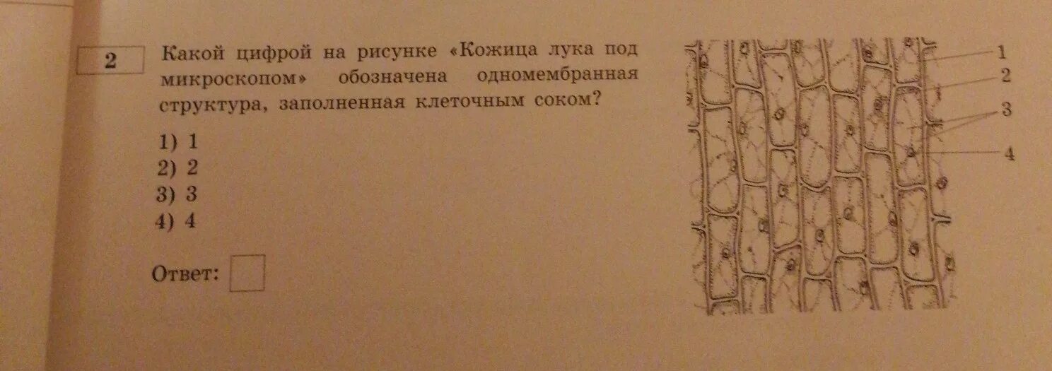 С какой структурой отвечающей за деление