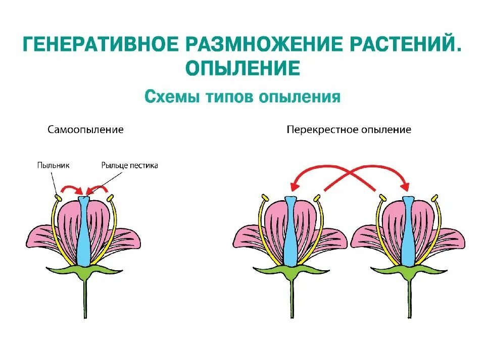 Схема самоопыления хвойные