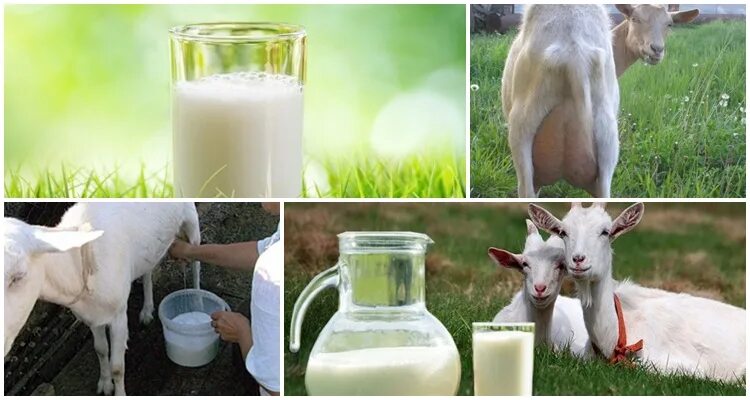 Молоко воняет. Козье молоко. Коза молоко. Козье молоко запах. Козье молоко фото красивое.