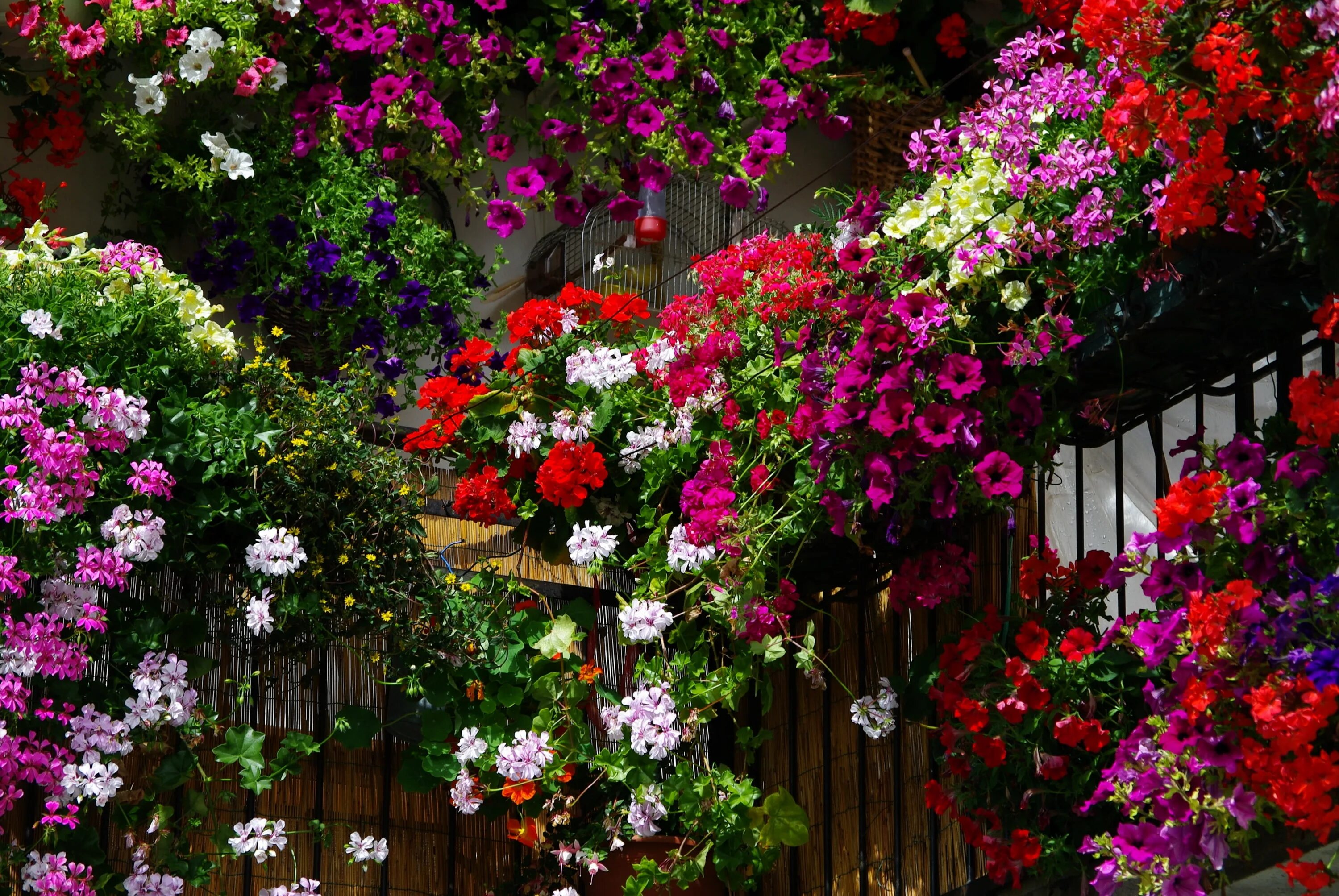 Garden flowers перевод. Петуния плетущаяся. Петуния плетистая. Пеларгония ампельная микс. Родина петунии.