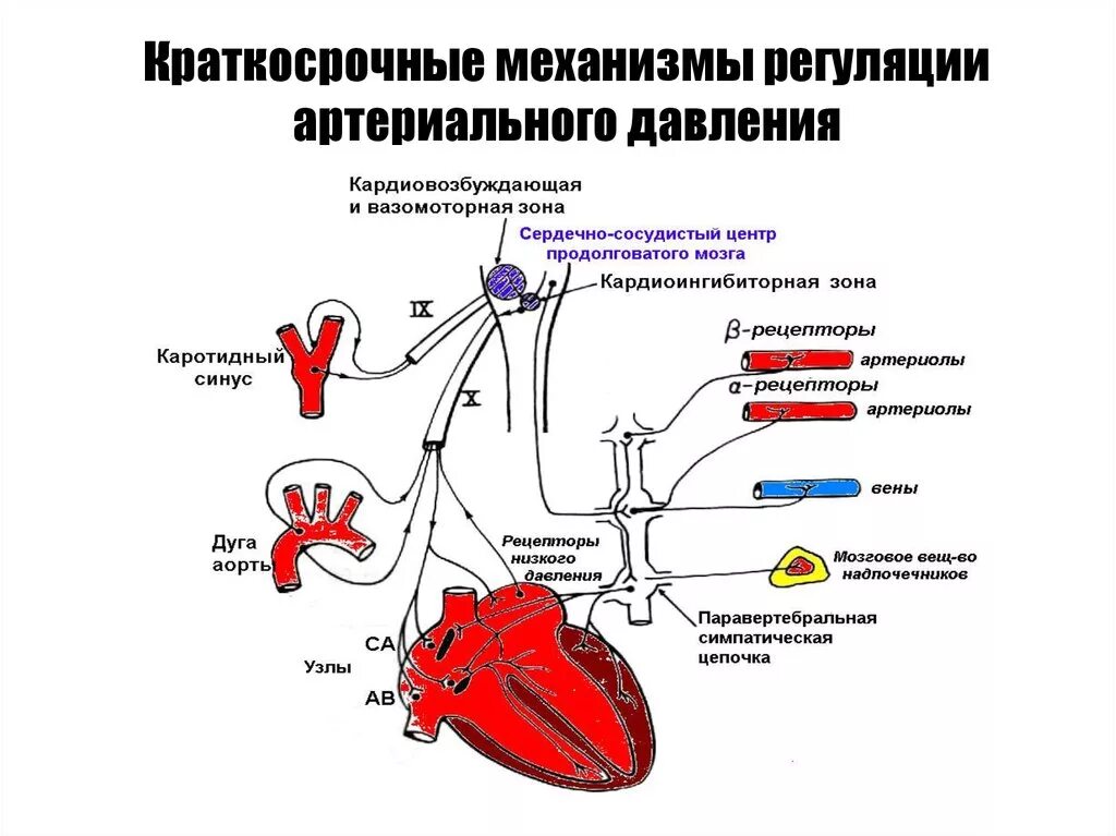 Механизмы регуляции артериального давления. Схема повышения артериального давления. Механизмы формирования кровяного давления у человека. Механизмы формирования системного артериального давления. Нервно сосудистый центр