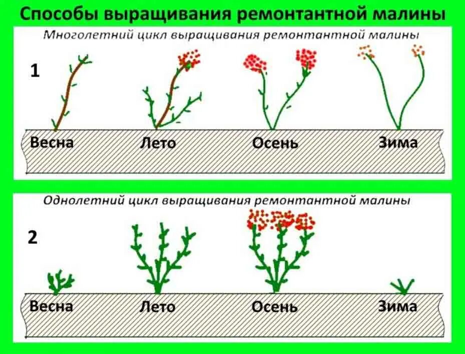 Как ухаживать за ремонтантной. Схема посадки ремонтантной малины осенью. Обрезка ремонтантной малины. Схема обрезки ремонтантной малины весной. Обрезка ремонтантной малины схема.