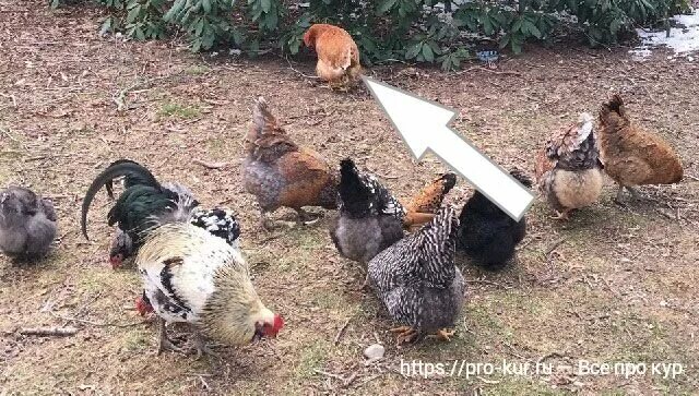 Курица хрипит и открывает