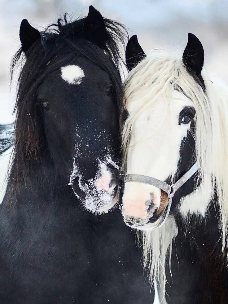 Пара лошадей. Две лошади. Красивый конь. Лошади любовь. Two horse