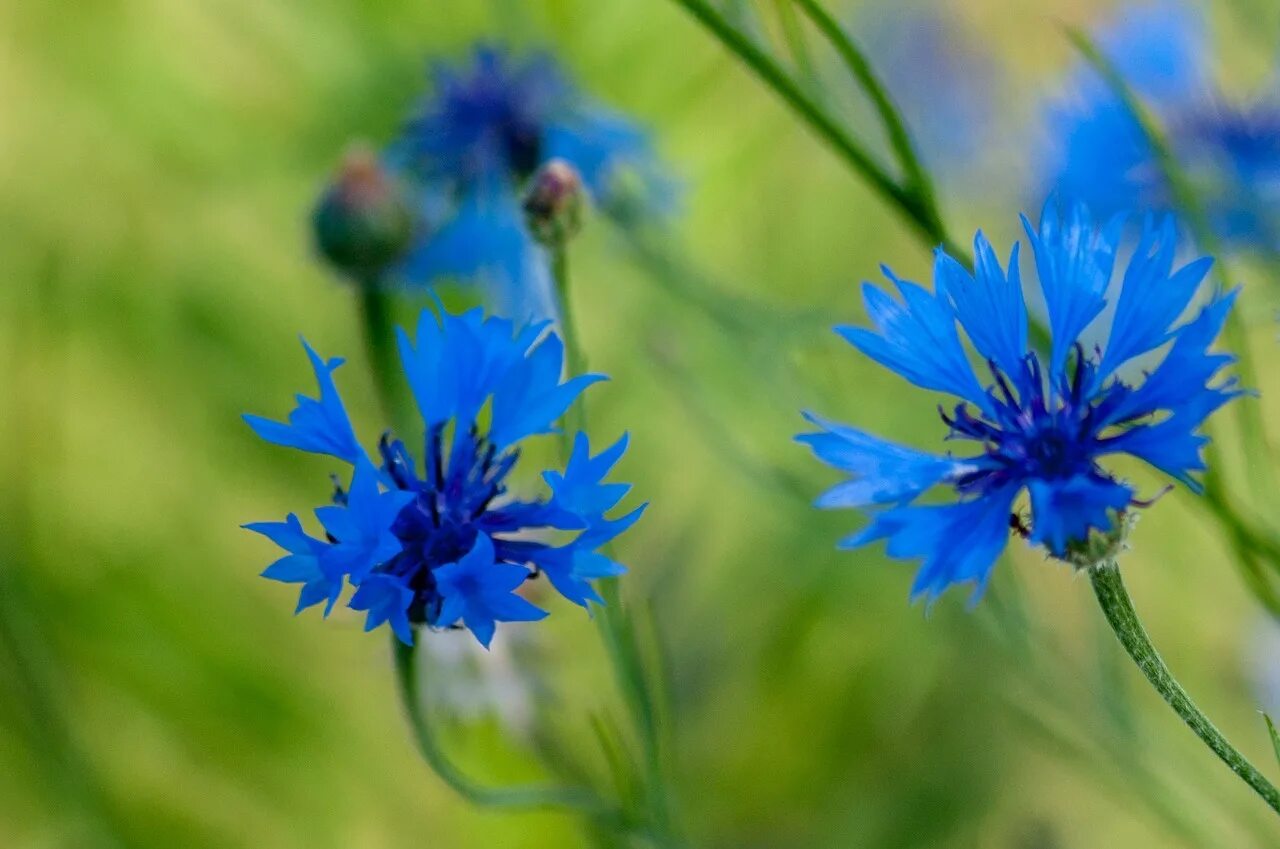 Василек размер. Василек пиндский (Centaurea pindicola). Василёк Боровой. Василек синий Корнфловер. Василек цельнолистный.