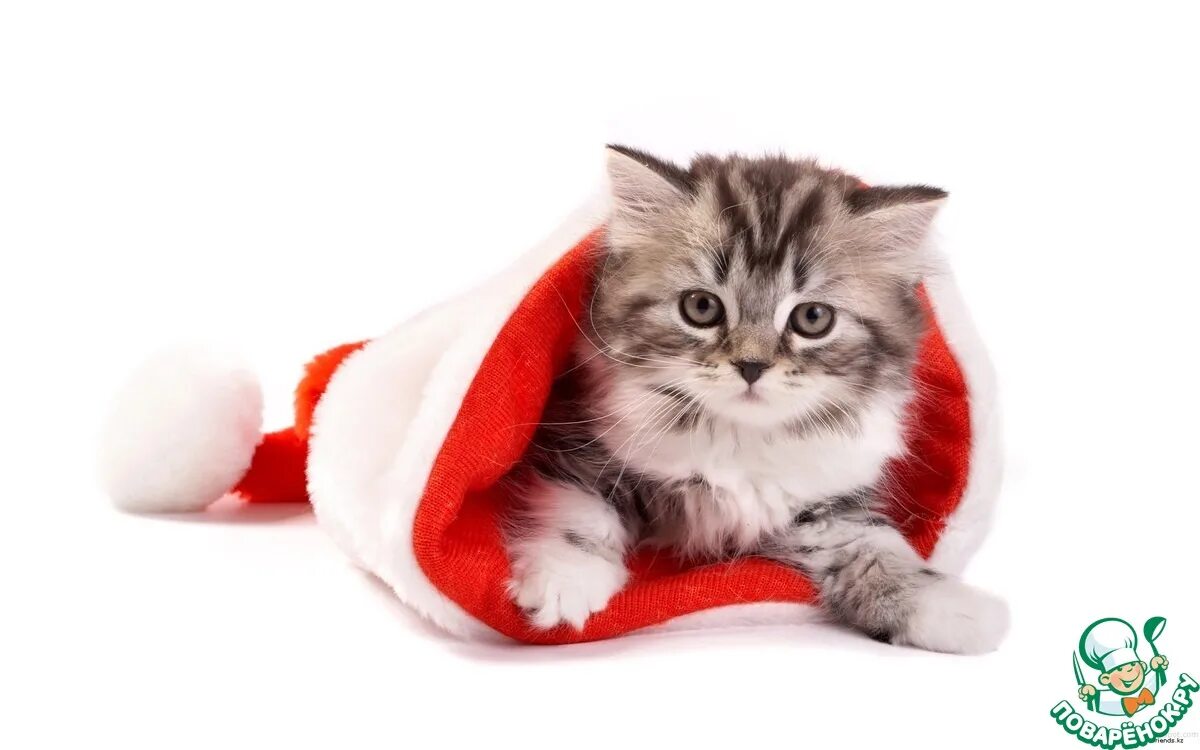 Новогодние котята. Новогодний кот на рабочий стол. Новогодний кот. Новогодние котята. Коты в новогоднем колпаке.