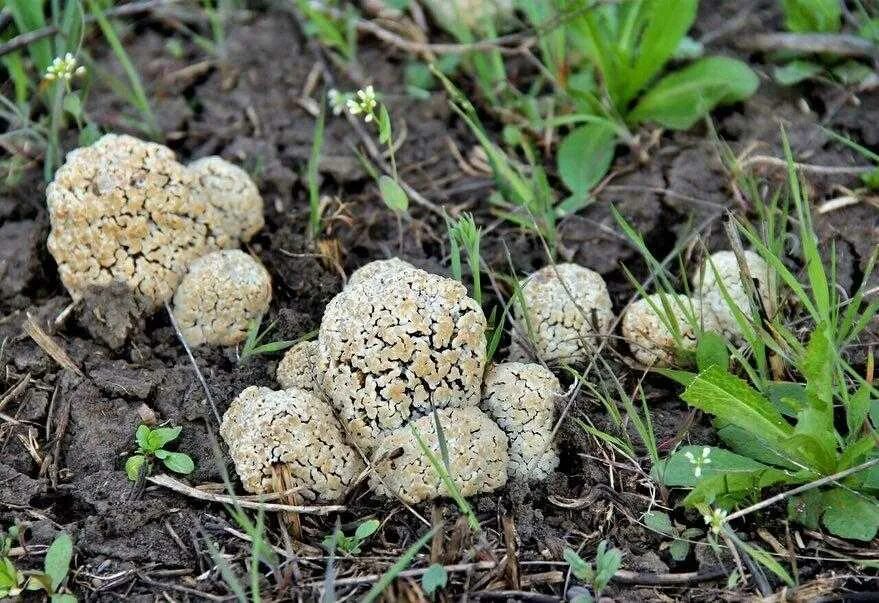 Сморчок степной. Гриб сморчок Степной. Степной сморчок Morchella steppicola. Сморчок полевой. Сморчок деликатесный.