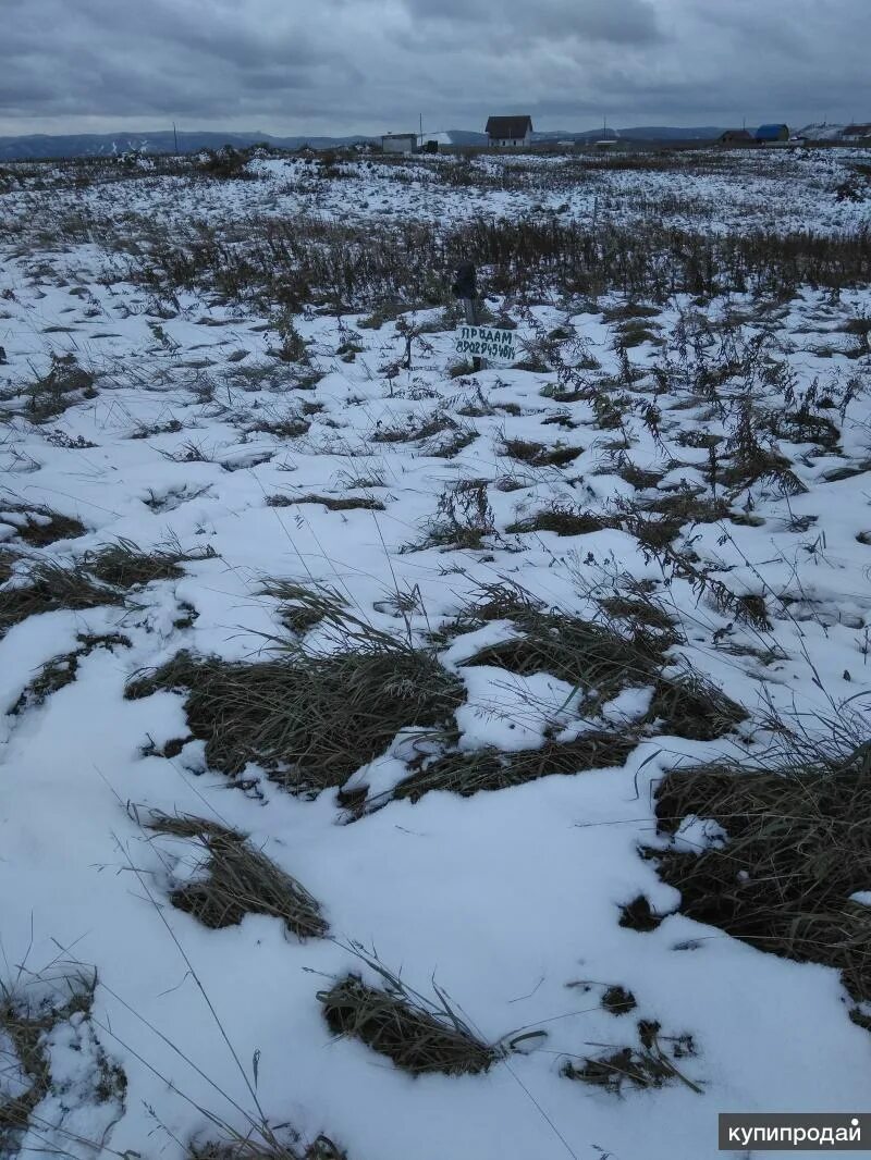 Никитка малые солонцы. Никитка малые солонцы